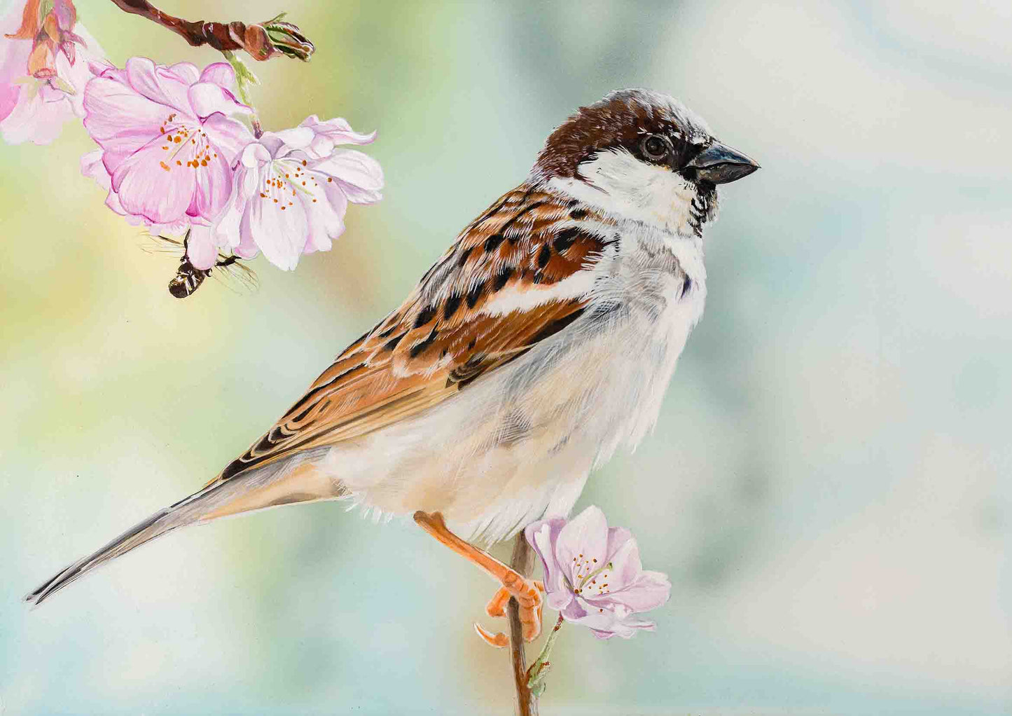 Sparrow Giclee Print