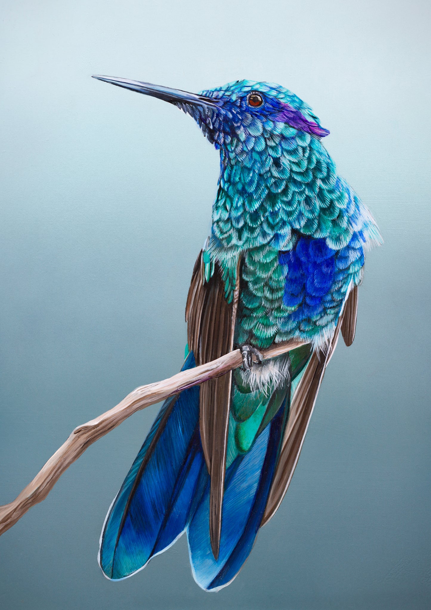 Blue Hummingbird Giclee Print