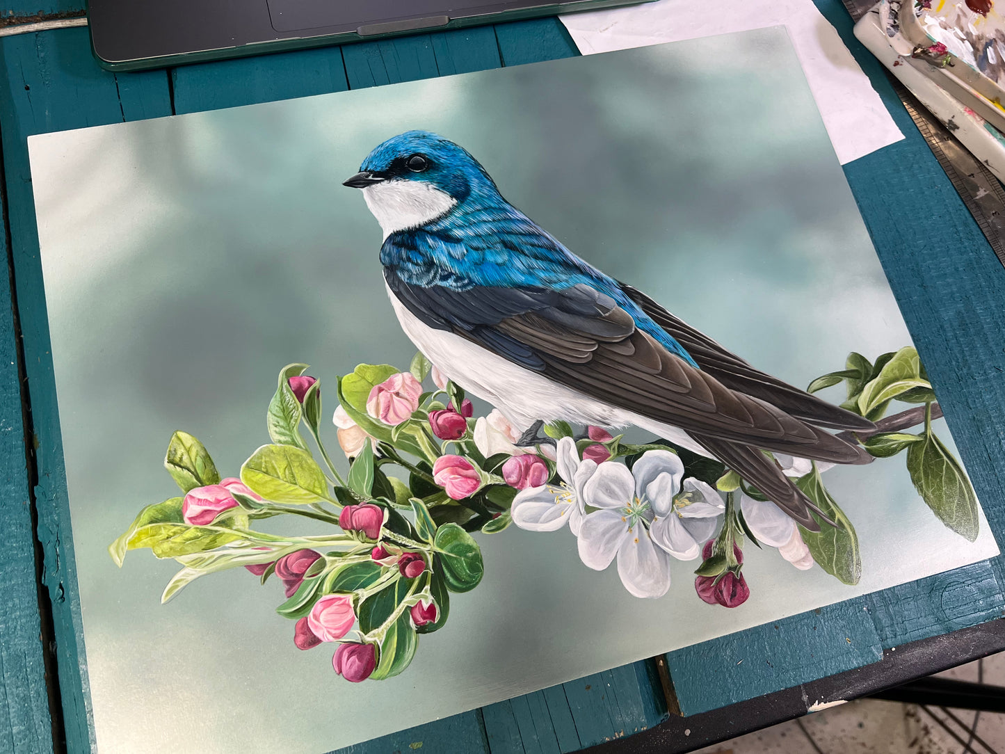 Swallow