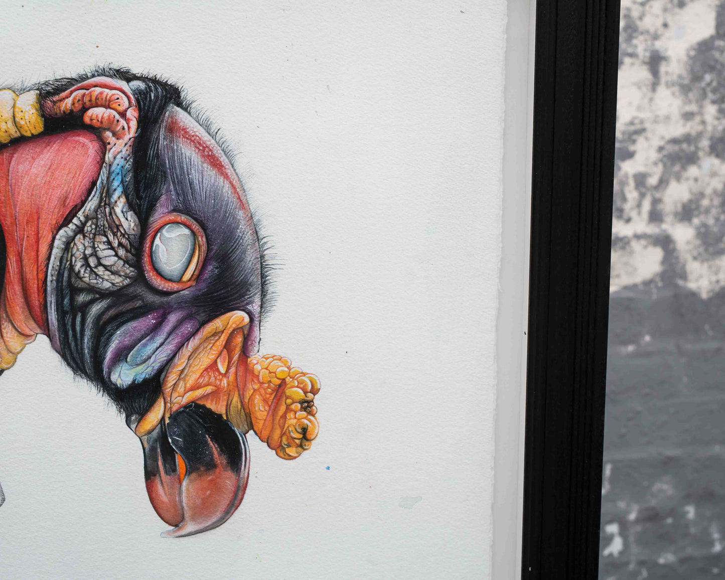 King Vulture