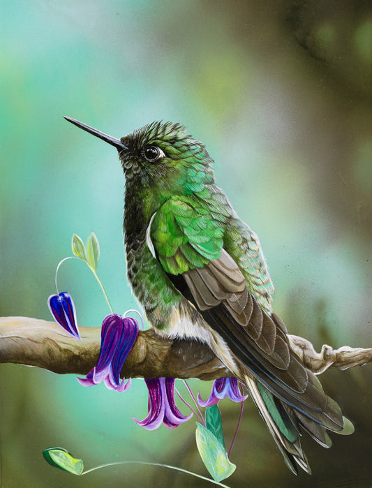 Broadbilled Hummingbird (FRAMED OPTION) Giclee print