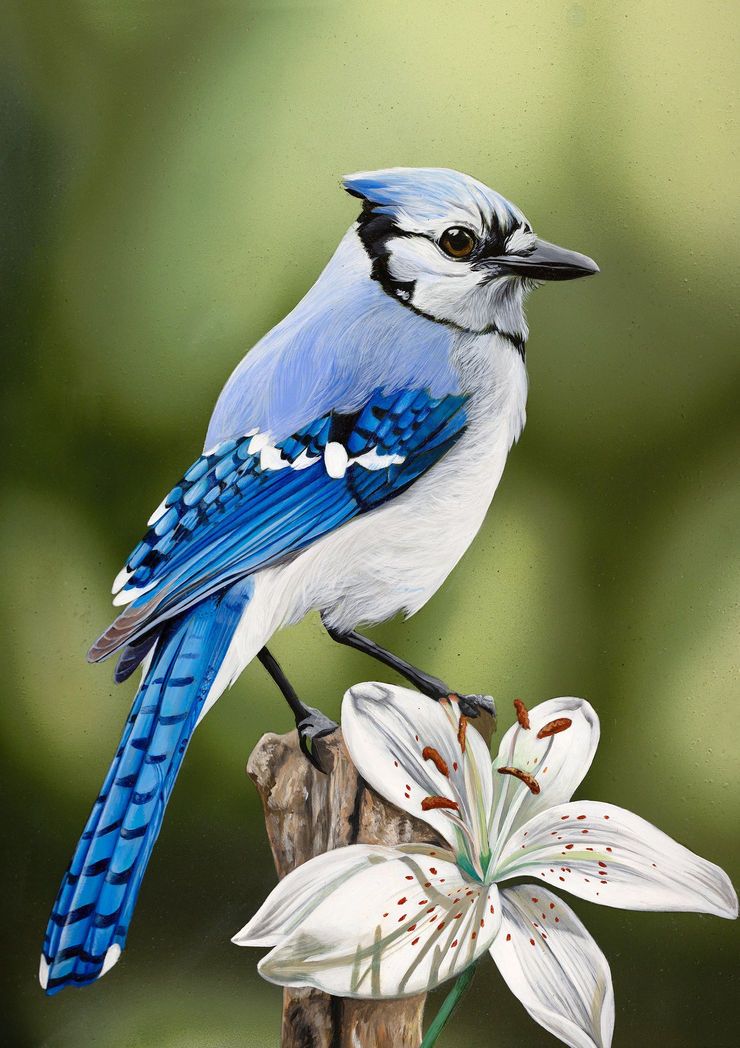 Bluejay A4 (FRAMED OPTION) Giclee print