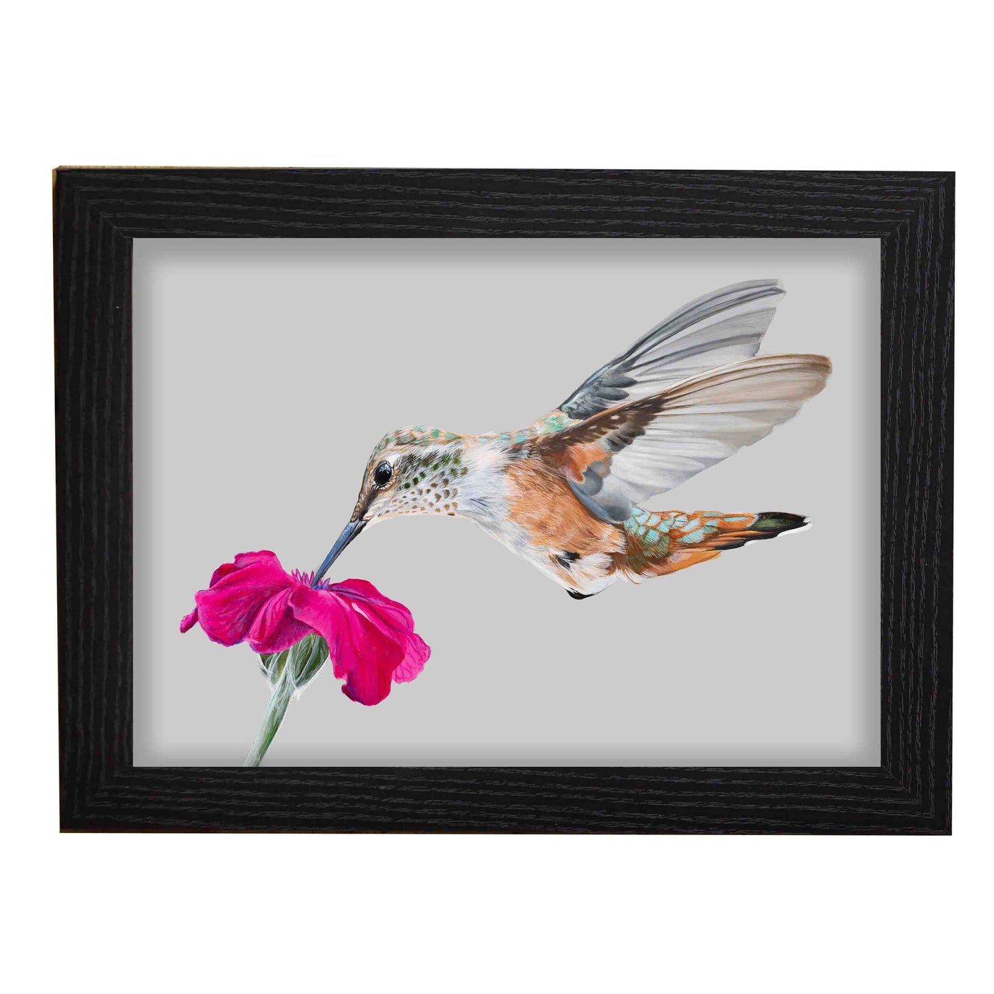 Hummingbird with Pink Flower (FRAMED OPTION) Giclee Print