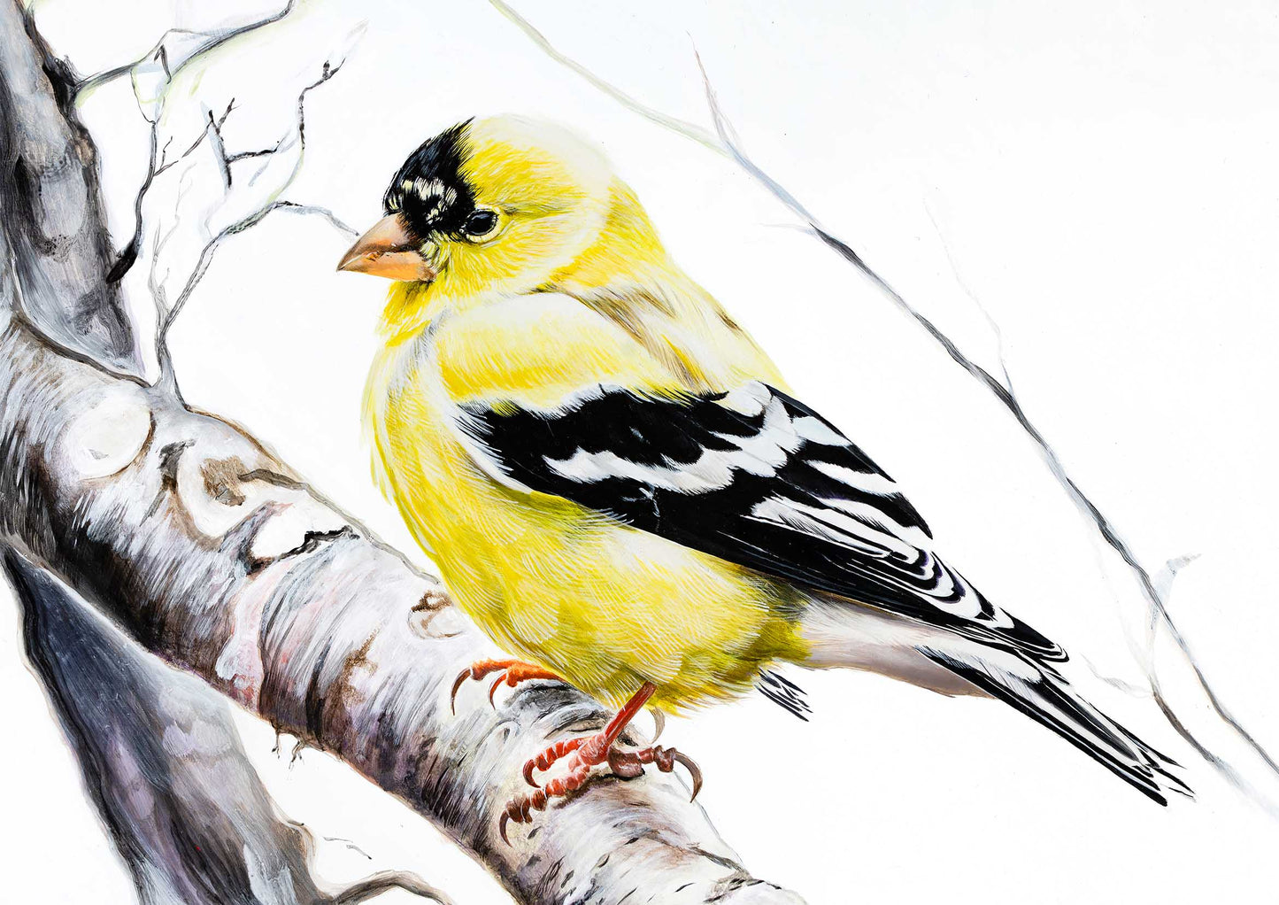 American Goldfinch Giclee Print