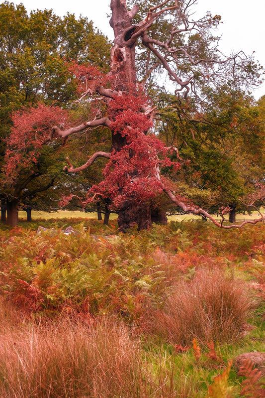 Picture of tree