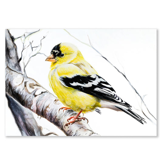 American Goldfinch Giclee Print