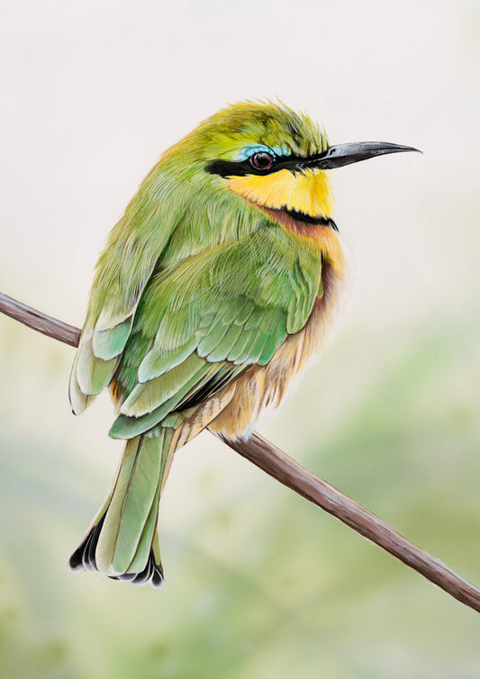 Bee-Eater on Twig Giclee Print
