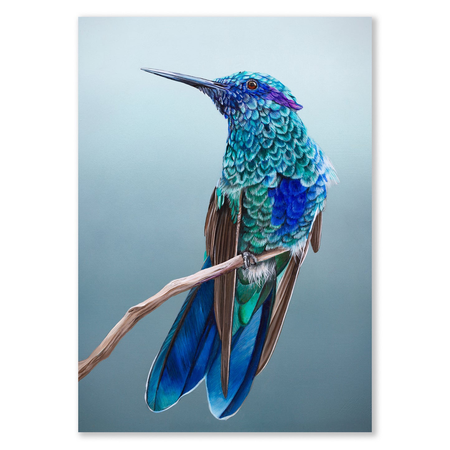 Blue Hummingbird Giclee Print