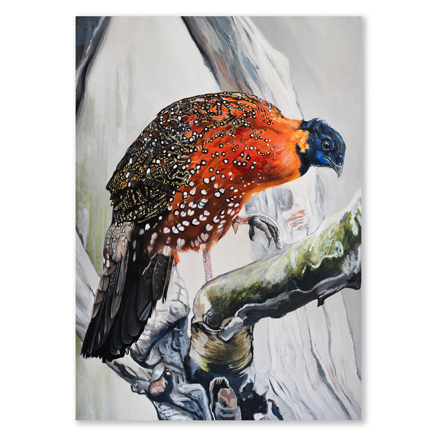 Satyr Tragopan Giclee Print