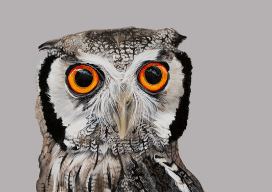 White faced Owl A4 (FRAMED OPTION) Giclee print