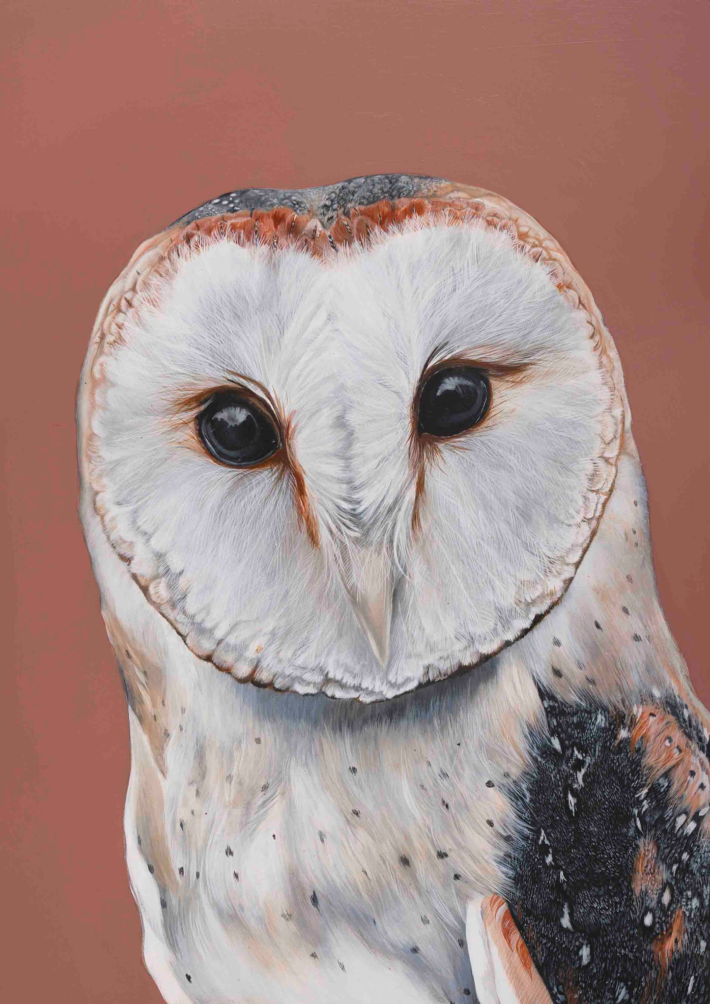 SOLD Barn Owl