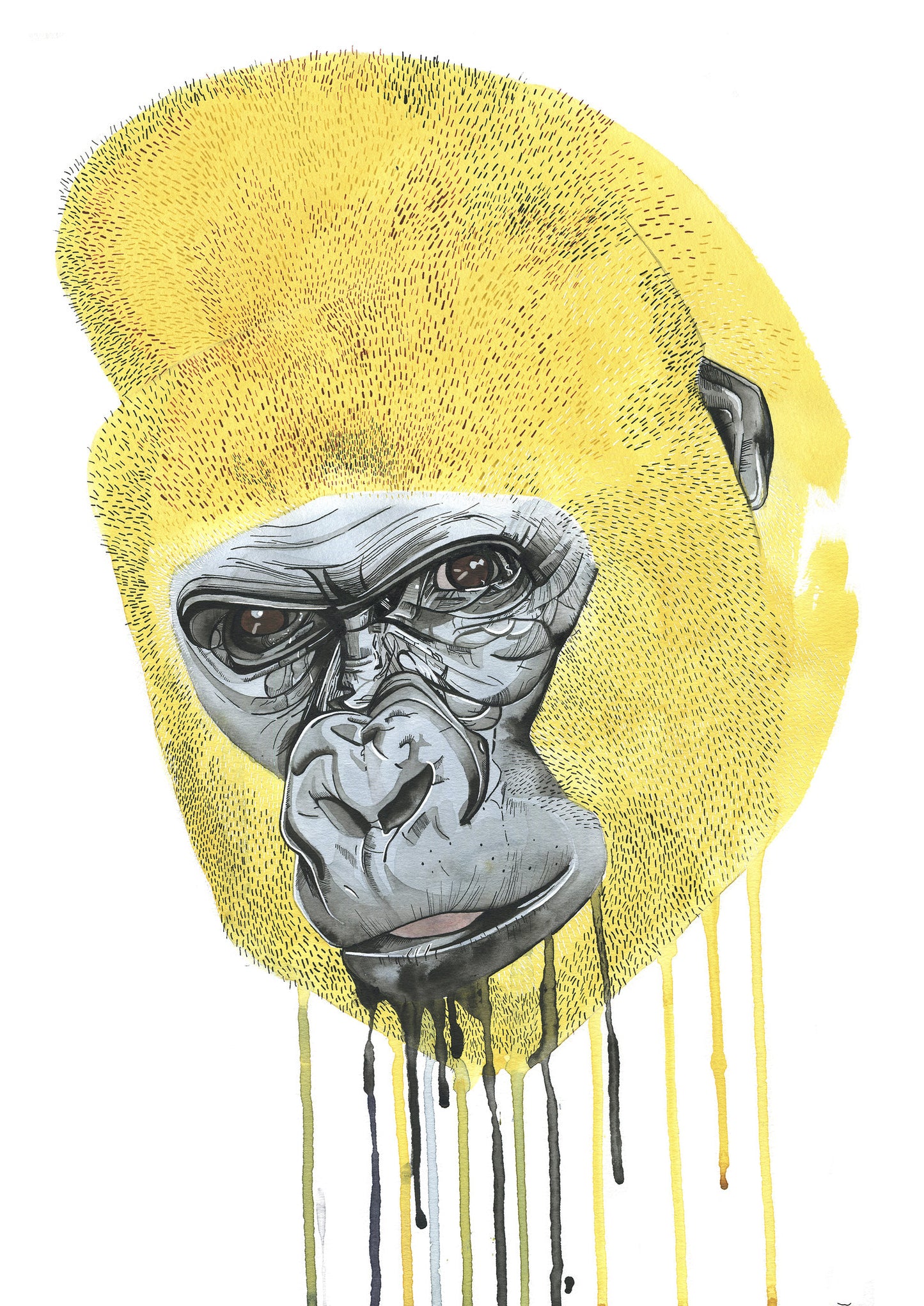 Gorilla A4 print