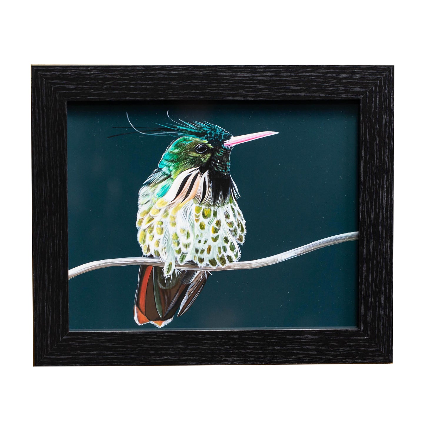 Black Crested Hummingbird(FRAMED OPTION) Giclee print