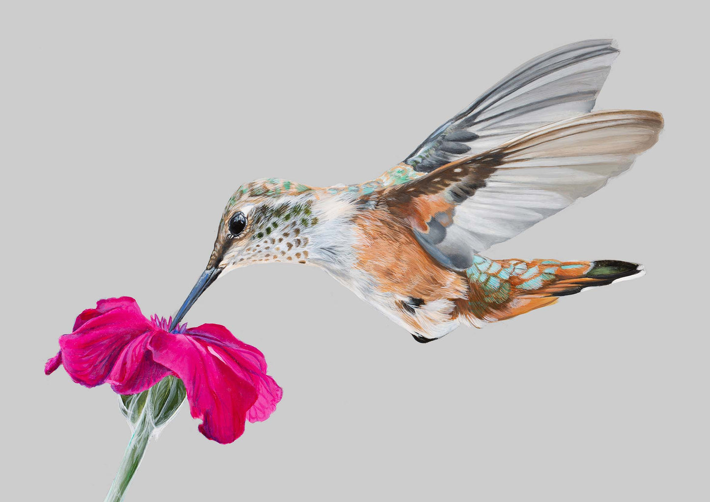 Hummingbird with Pink Flower (FRAMED OPTION) Giclee Print