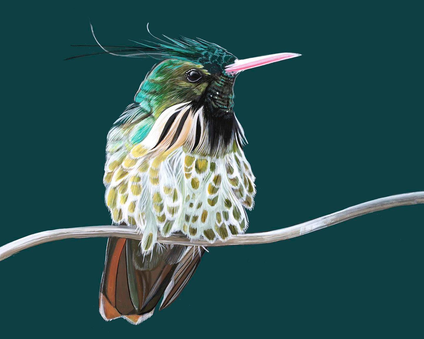 Black Crested Hummingbird(FRAMED OPTION) Giclee print