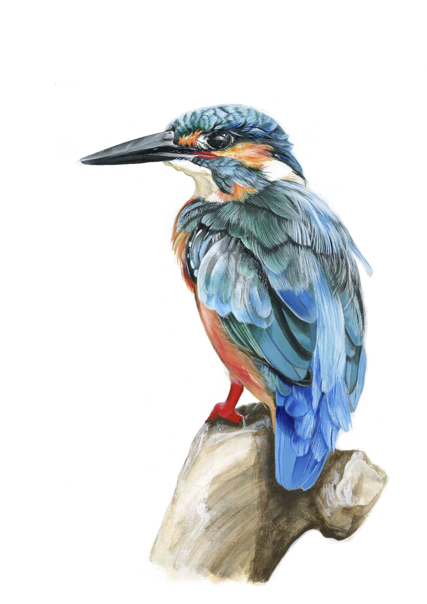 KING FISHER (FRAMED OPTION) Giclee print