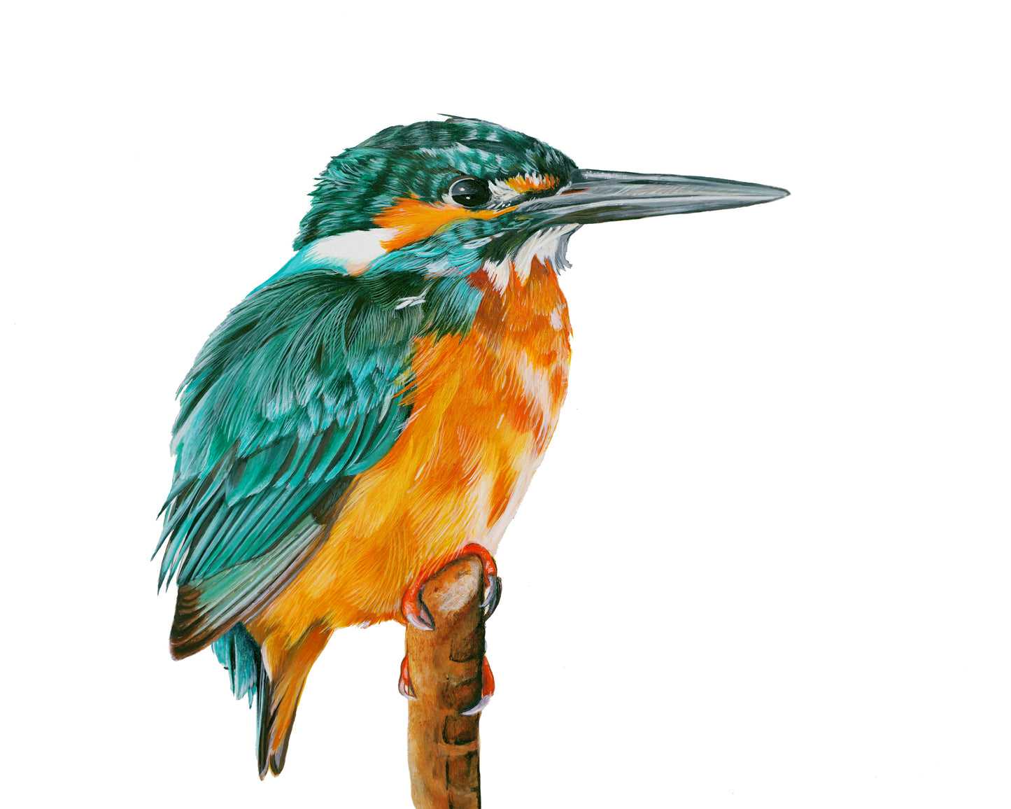 KingFisher II (FRAMED OPTION) Giclee print