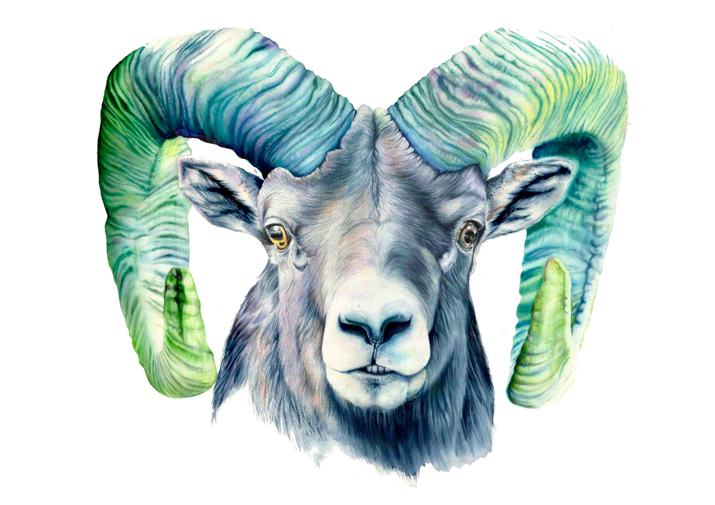 "RAM" Archival Quality Giclee print